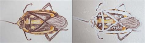 Beauveria Bassiana Fully Emerges From Dead Bugrada Bug And Produces Download Scientific Diagram