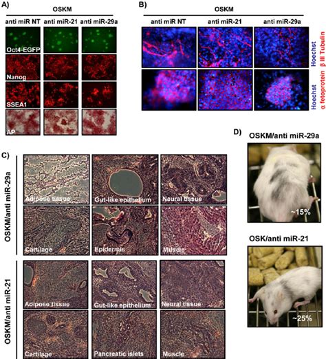 Mouse IPS Cells Derived With MiR 21 And MiR 29a Inhibitors Are