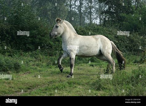 Norwegian Fjord Horse Stock Photo - Alamy