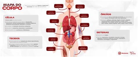 Quais S O Os Sistemas Do Corpo Humano Blog Mackenzie