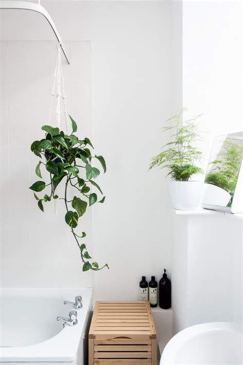 Quelles Sont Les Meilleures Plantes Vertes Salle De Bain Id Es De D Co