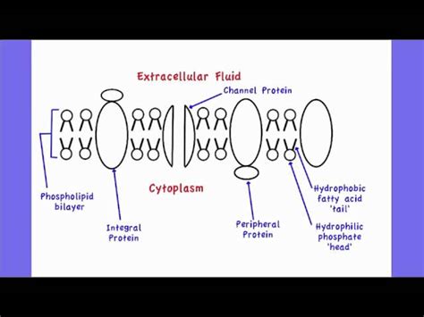 Phospholipid Bilayer Diagram