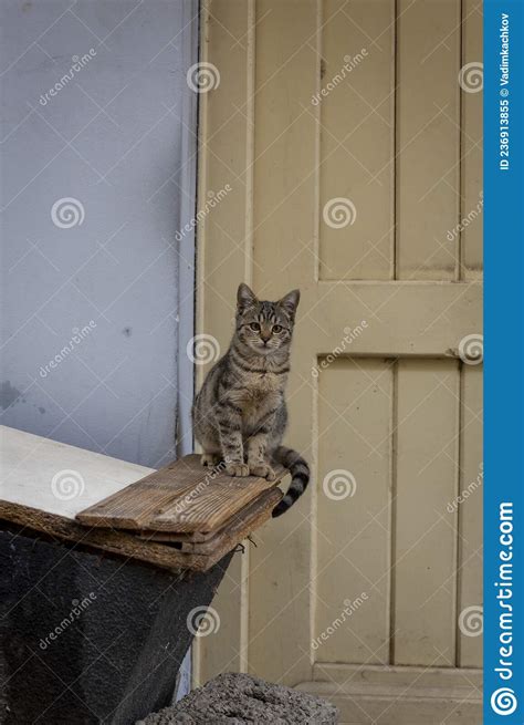 Portrait Of A Wild Cat Homeless Cats On The Streets Of Tbilisi Stock