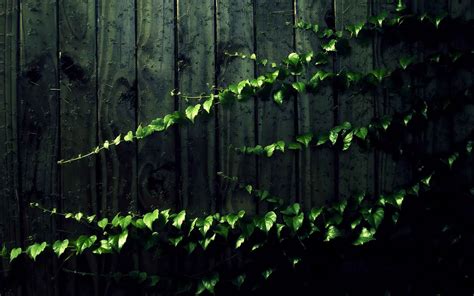 Ivy Wallpaper (52+ pictures)