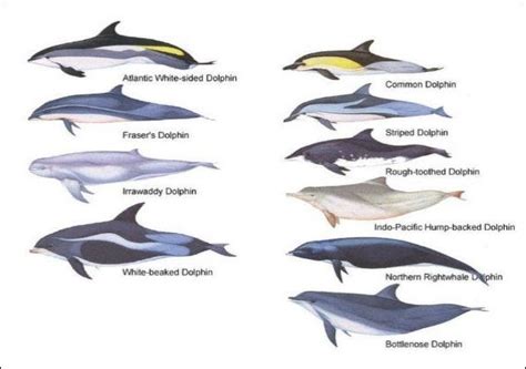 Species Of Dolphin Sea Life Islands And Oceania — Facts And Details