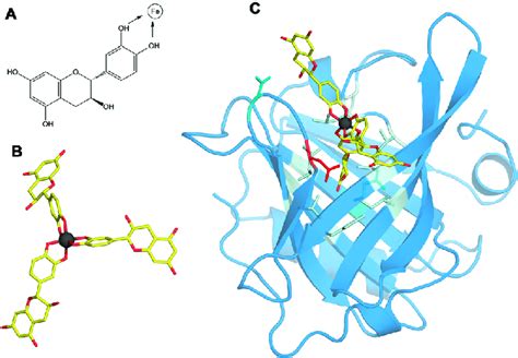 Structure Of The Bos D 5 Fecatechin 3 Complex A The Structural Download Scientific Diagram