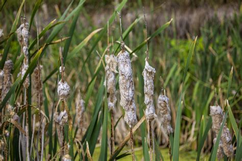 Flowers Cattail Reeds - Free photo on Pixabay - Pixabay