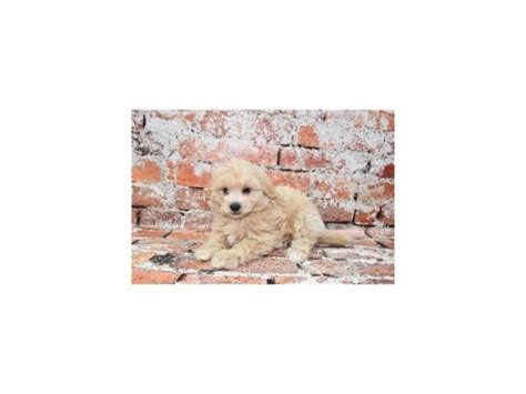 Malti Poo Puppy Cream Id27957 Located At Petland Lake St Louis