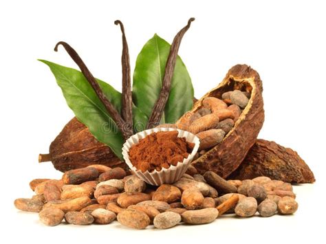 Les Haricots Secs De Cacao Tombent Des Mains D Un Homme Dans Un Sac