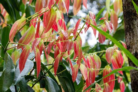 Cinnamon Tree Leaves stock photo. Image of cassia, spice - 1427250