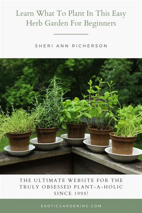 Learn What To Plant In This Easy Herb Garden For Beginners Exotic