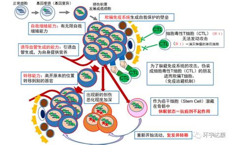 癌症肿瘤是怎么形成的为什么会得肿瘤得肿瘤的原因有哪些如何预防肿瘤 无癌家园