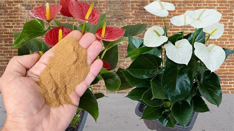 Apenas Colher Faz Anthurium Explodir De Tanto Florir Qualquer Planta