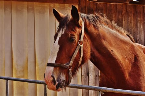 Free Images Barn Animal Livestock Brown Rein Stallion Mane