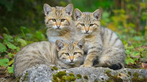 Gato Montés El Pequeño Cazador De Cuatro Continentes