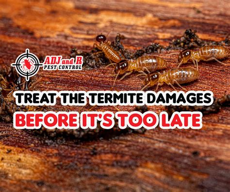 The Longer A Termite Infestation Goes Untreated The More Expensive It