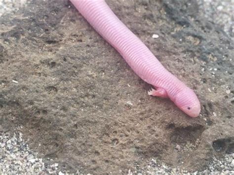 Legless Lizard With Legs