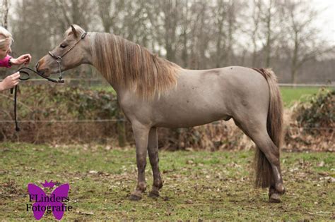 1e Premie Nmprsdeutsche Classic Hengst Ter Dekking Boktnl