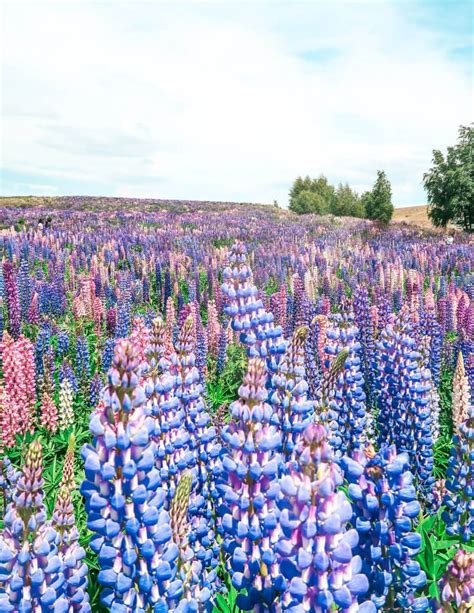 Lake Tekapo Lupins Where To Find Lupins In Nz Hours Layover