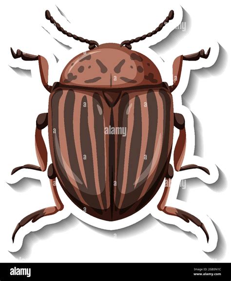 A Sticker Template With Top View Of Colorado Potato Beetle Isolated