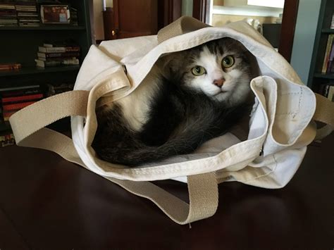 alton main animal hospital 4