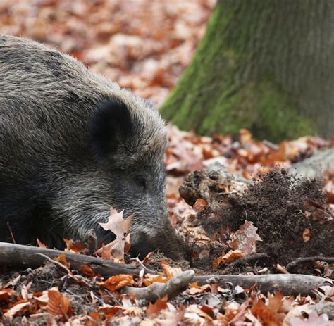 Erster Schweinepest Fall In Cottbus Suchhunde Im Einsatz Welt