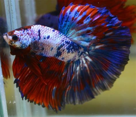 betta candy koi betta siamese fighting fish koifishshop