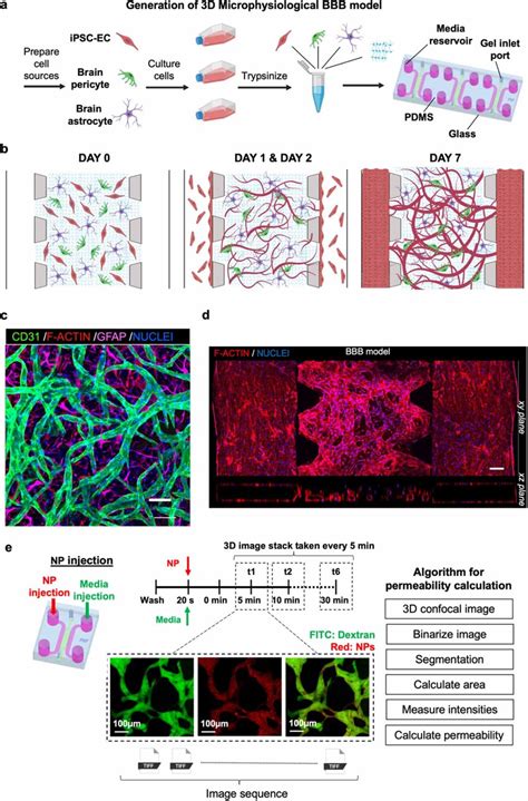 3D Microphysiological BBB Model A Schematic Explanation Of BBB Model