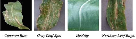 Diseases of corn leaves (source: plantvillage) | Download Scientific ...