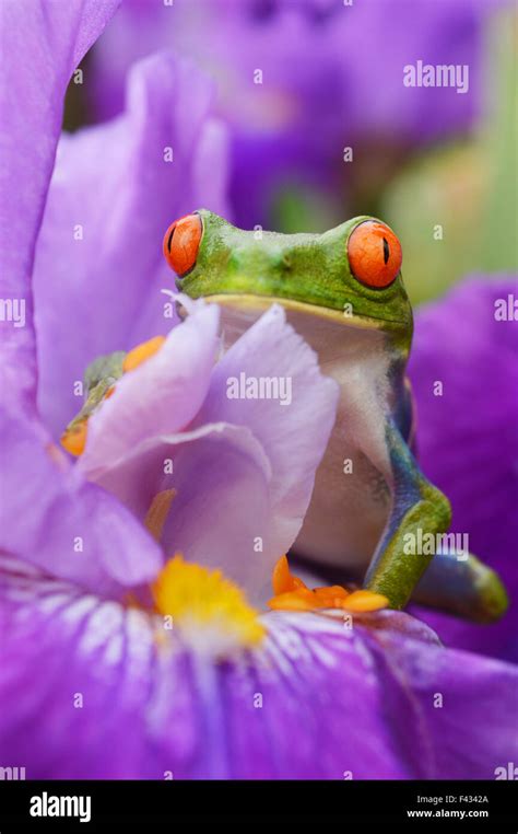 Red Eyed Tree Frog Agalychnis Callidryas Stock Photo Alamy