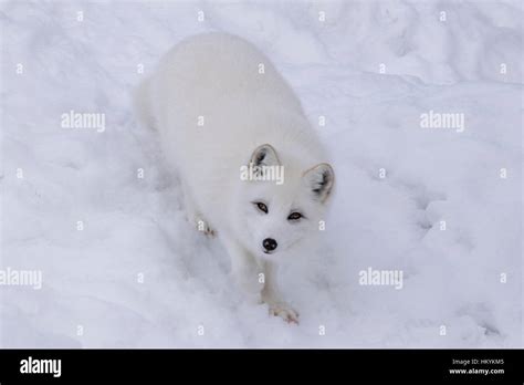 A young Arctic Fox in winter Stock Photo - Alamy