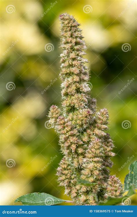 Millet plant stock image. Image of time, natural, closeup - 158369575