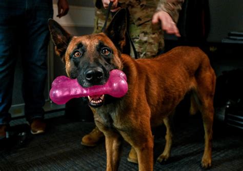 Behind The Scenes Military Working Dog Picture Day Tinker Air Force