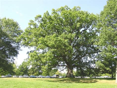 Quercus Alba Eastern White Oak Go Botany