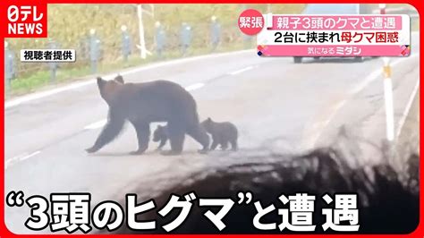 ヒグマ”3頭】運転中に遭遇親子か 専門家「子グマを守る時期、刺激しないで」 北海道 Youtube