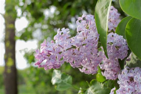 How To Prune Lilac Bushes Prune Lilac Bush Lilac Tree Lilac Bushes