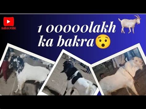 Bhopal Hard Bhopal Talkies Bakra Mandi Lakh Ka Bakra O My God