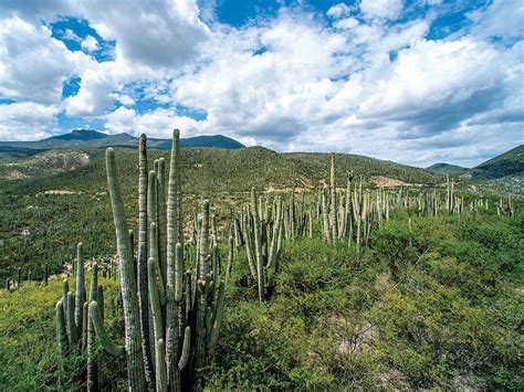 reserva de la biosfera de tehuacan cuicatlan escapadas por mexico