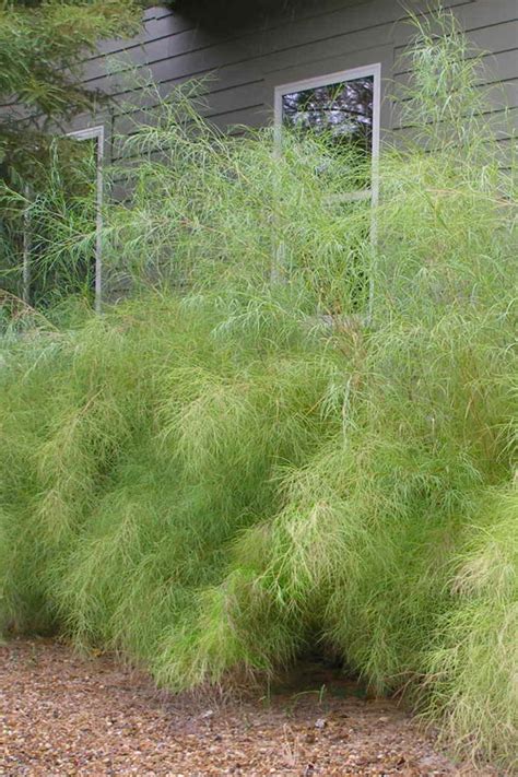 Buy Bamboo Muhly Grass Muhlenbergia Dumosa Free Shipping Wilson Bros Gardens 3 Gallon Pot