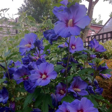 Hibiscus Syriacus Oiseau Bleu Syn Hibiscus Syriacus Blue Bird