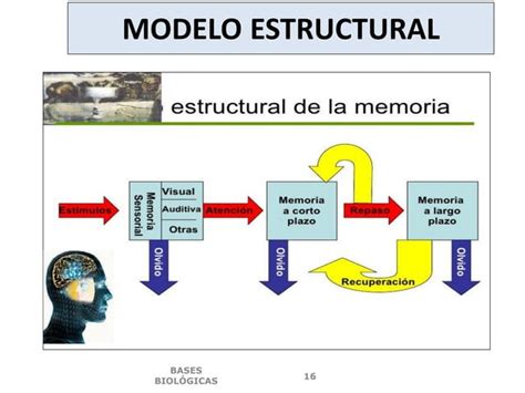 10 PPT BASES BIOLÓGICAS DE LA MEMORIA PPT