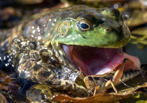 Bild zu Baden Württemberg Wie der Ochsenfrosch einheimische Arten