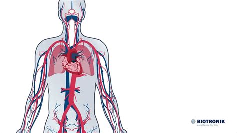 Aufbau Und Funktion Des Herz Kreislauf Systems Herz Kreislauf System