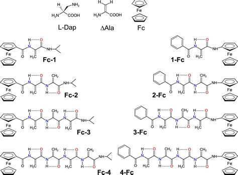 Chemical Structures Of The Amino Acids Dap And Ala And The