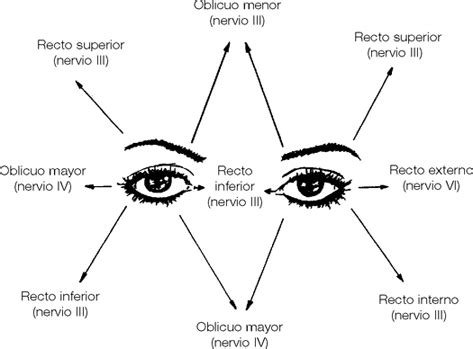 Recto Superior Del Ojo