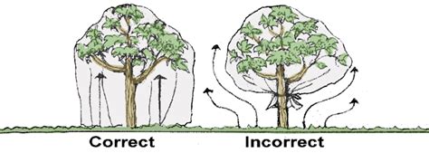 #FrostProtection For Your Trees – Rosie On The House