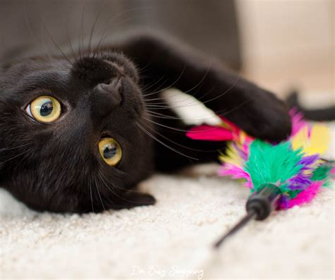 30 Unique and Fun Cat Toys for Cats » I'm Busy Shopping