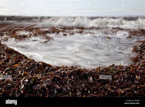 Algas marinas lavadas fotografías e imágenes de alta resolución Alamy