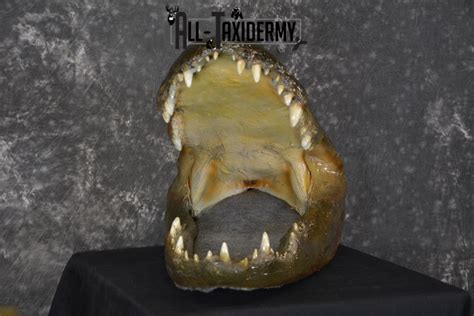 Monster Alligator Taxidermy Head Mount For Sale Sku 1893 All Taxidermy