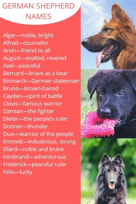 German Shepherd Puppies Names Boy - Pets Lovers